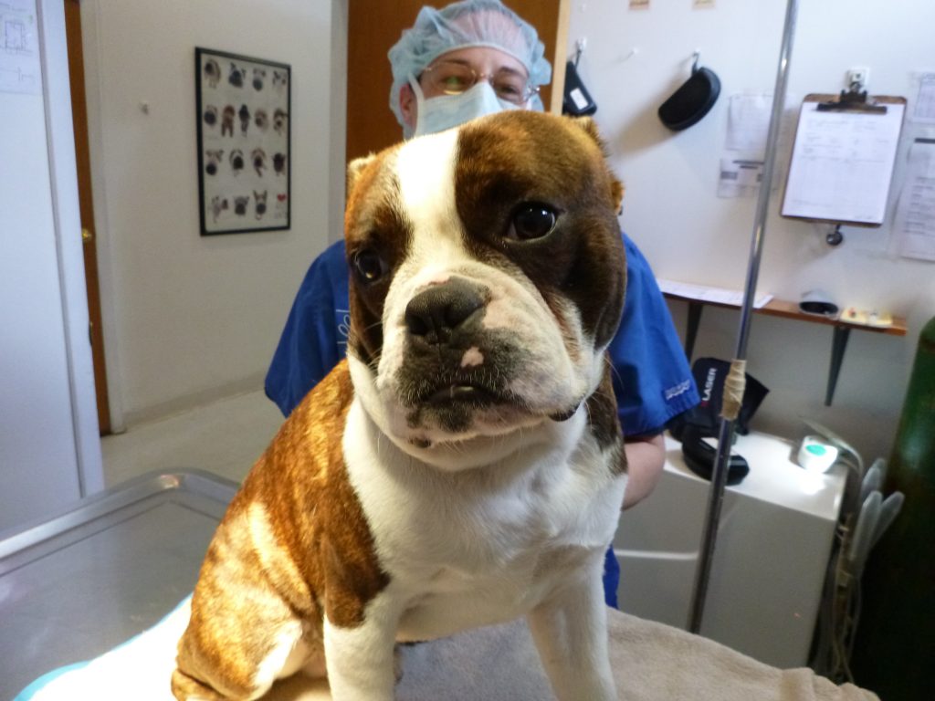 brachycephalic airway syndrome in dogs